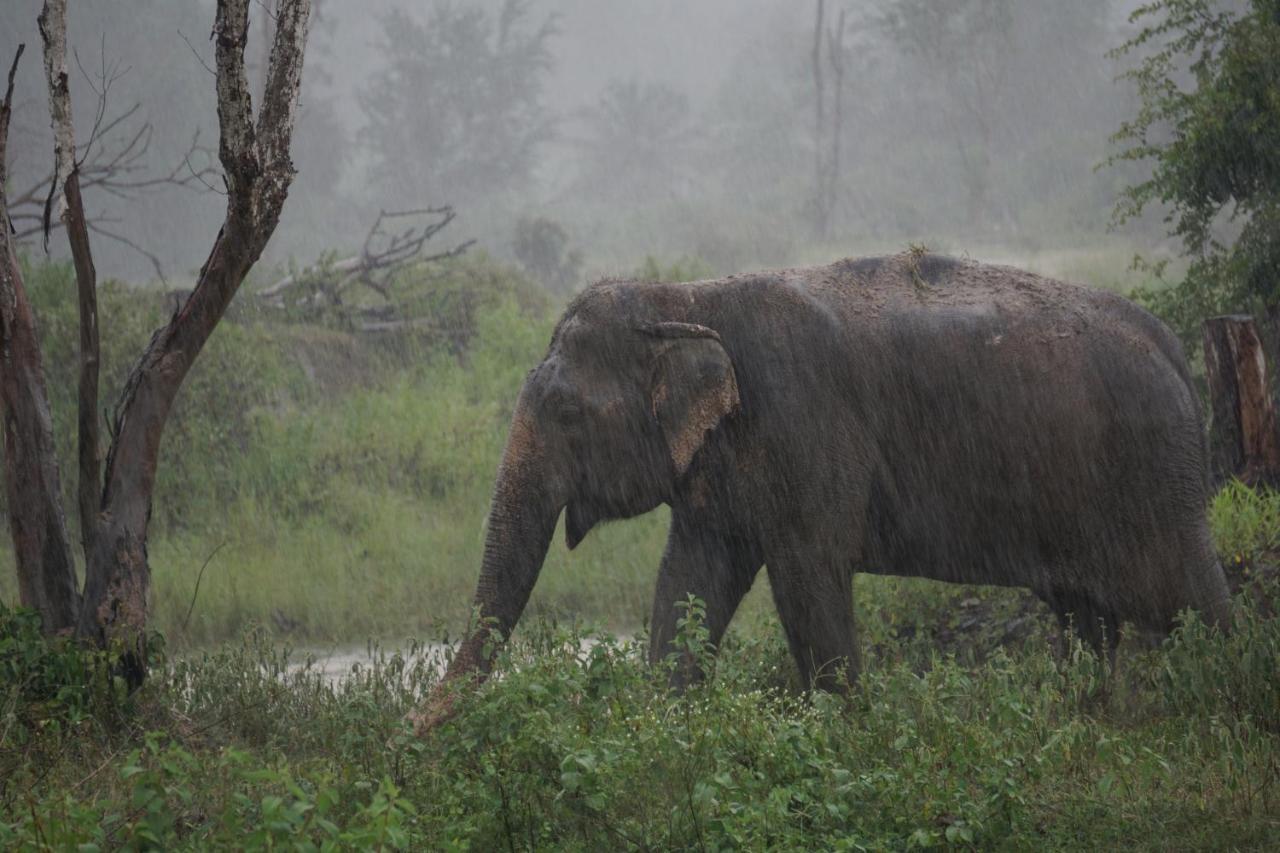 I Love Phants Lodge Ban Huai Thawai Экстерьер фото