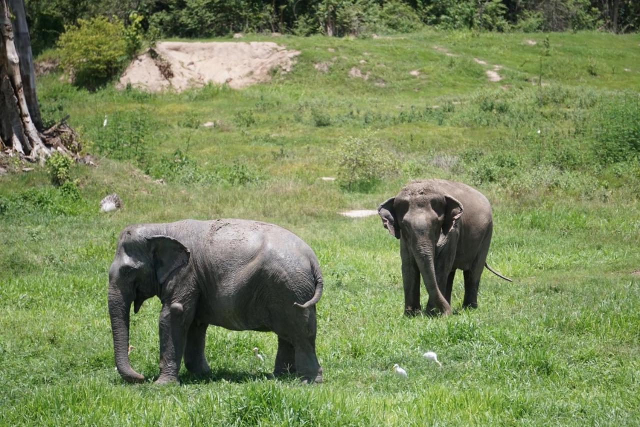 I Love Phants Lodge Ban Huai Thawai Экстерьер фото