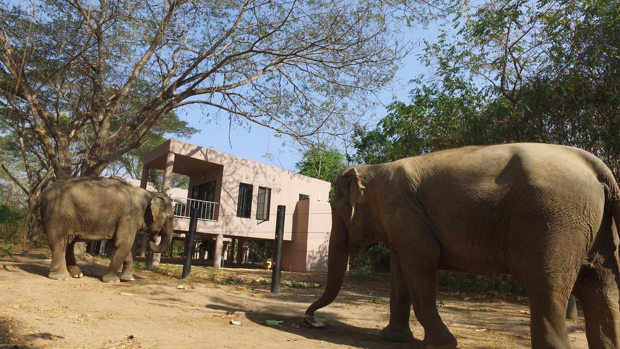 I Love Phants Lodge Ban Huai Thawai Экстерьер фото