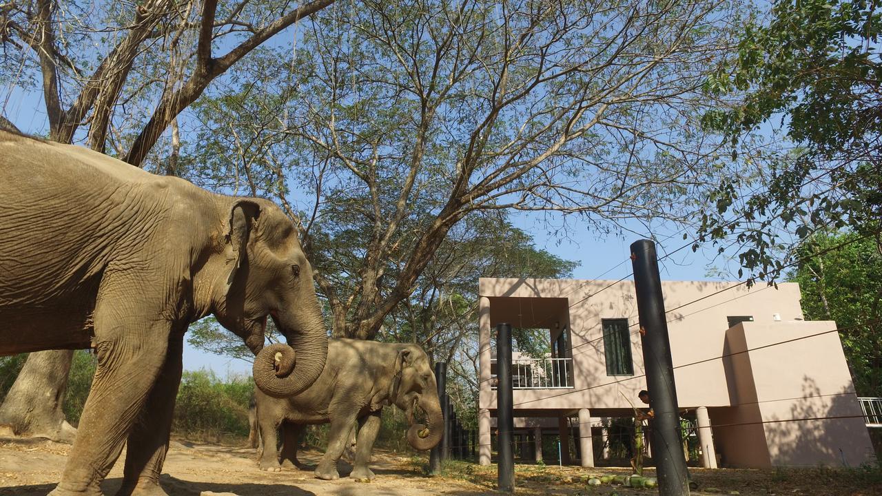 I Love Phants Lodge Ban Huai Thawai Экстерьер фото